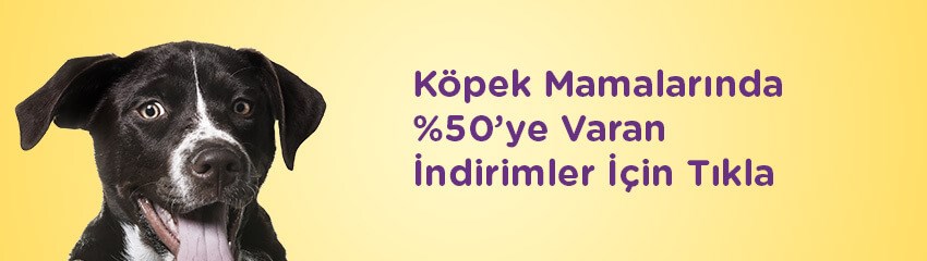 Kedi ve Köpekleri Kuru Mamaya Alıştırma Rehberi